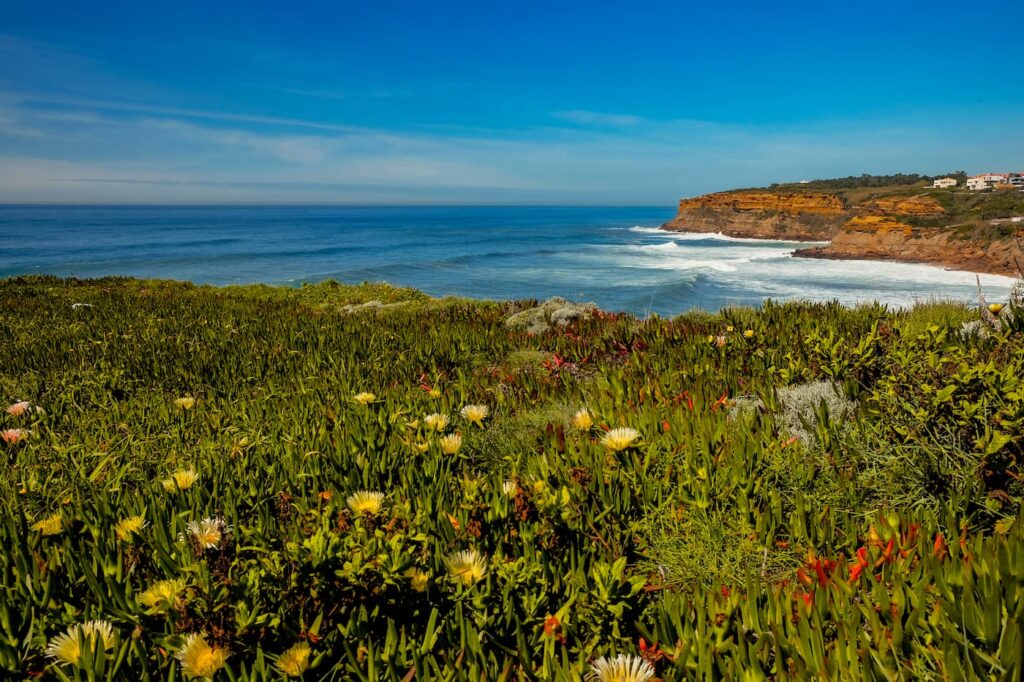 View over Sao Lourenco Bay with flowers in front