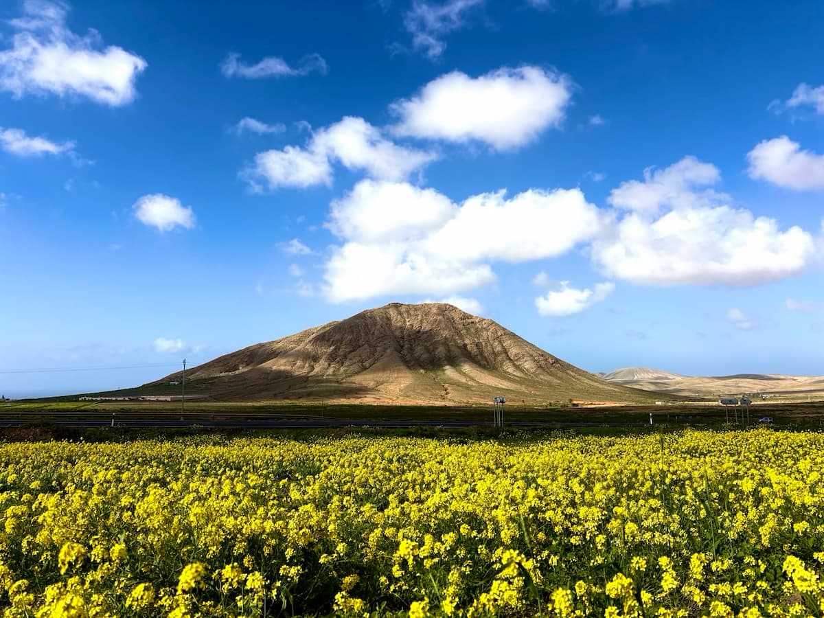 Vulkan auf Fuerteventura inmitten der blühenden Pflanzenlandschaft